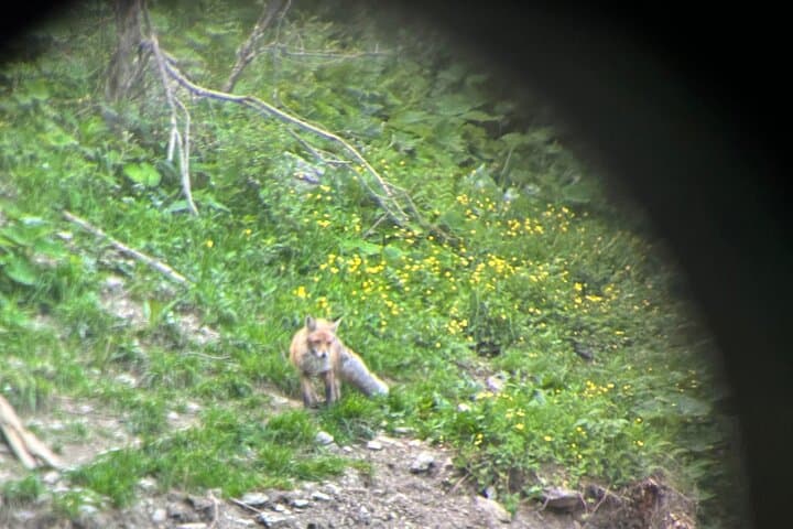 Bear Watching Near Brasov: Hideout Wildlife Tour in Transylvanian Forests photo 6