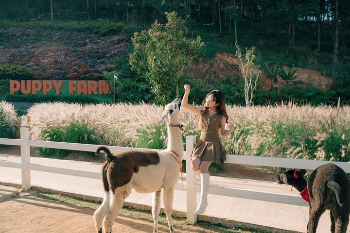 Da Lat Full-Day Highlights: Puppy Farm, Florest & Garden of Eden (2025)