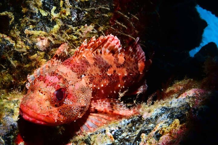 Beginner Scuba Diving at Ponta de São Lourenço – Quinta do Lorde Private Reef photo 5