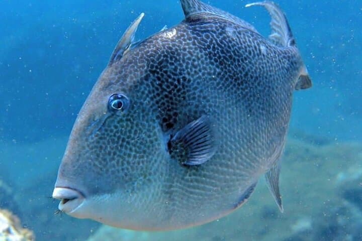 Beginner Scuba Diving at Ponta de São Lourenço – Quinta do Lorde Private Reef photo 6
