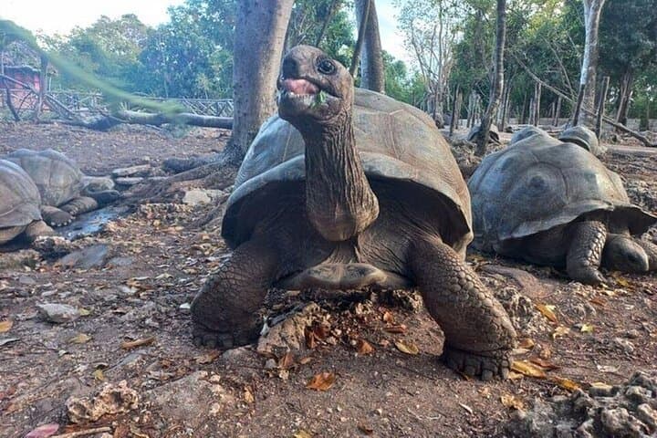 Stone Town Walking Tour with Prison Island & Giant Tortoises (Half-Day) photo 3