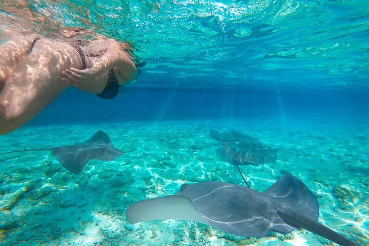 Komodo Early Bird Speedboat Tour: Padar, Dragons, and Manta Snorkel photo 1