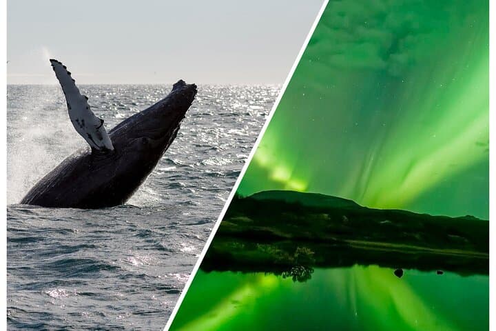 Reykjavik Whale Watching and Northern Lights Combo Tour