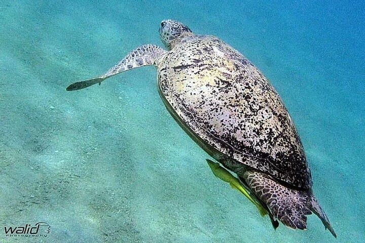 Abu Dabbab Beach Day Trip: Swim with Dugongs and Turtles from Hurghada photo 3