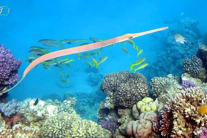 Abu Dabbab Beach Day Trip: Swim with Dugongs and Turtles from Hurghada photo 4