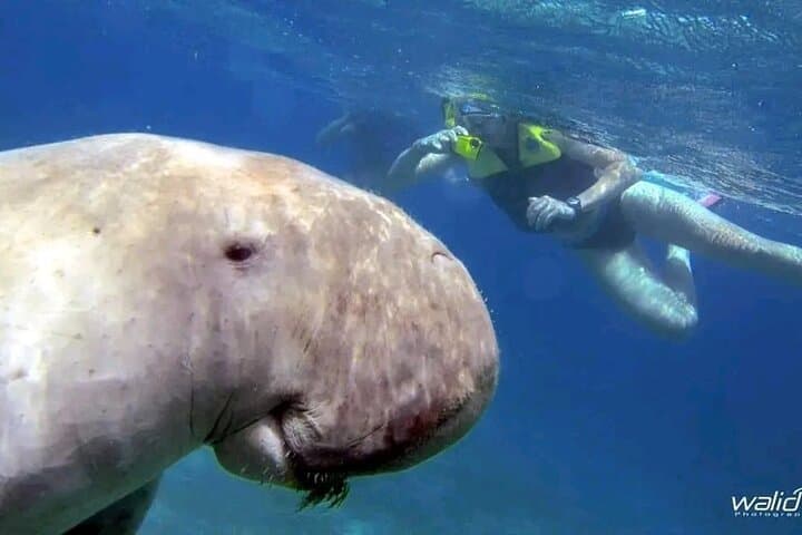 Abu Dabbab Beach Day Trip: Swim with Dugongs and Turtles from Hurghada photo 1