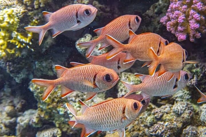 Luxury Red Sea Day Trip from Hurghada: Snorkel, Dive & Dolphin Watch photo 5