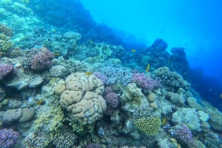 Luxury Red Sea Day Trip from Hurghada: Snorkel, Dive & Dolphin Watch photo 4