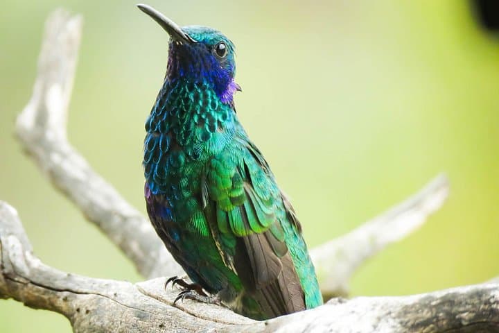 Central Andes 5-Day Birding Adventure: Otún, Salento & Yellow-Eared Parrot Sanctuary photo 4