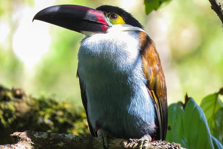 Central Andes 5-Day Birding Adventure: Otún, Salento & Yellow-Eared Parrot Sanctuary photo 1