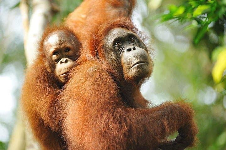 Explore Sarawak Cultural Village and Matang Wildlife Centre — Day Trip from Kuching photo 4