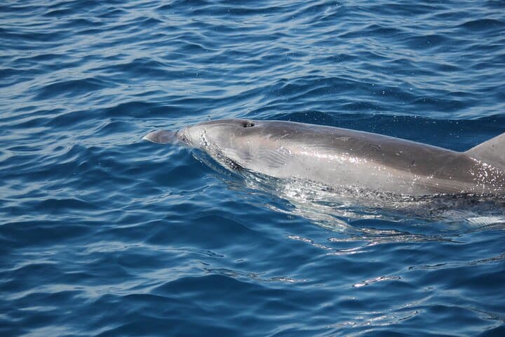 Capo Figari Dolphin Sighting from Olbia — Snorkel & Boat Tour photo 6