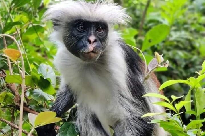 Jozani Forest and Spice Farm Private Tour — Explore Zanzibar’s Red Colobus and Spices photo 4