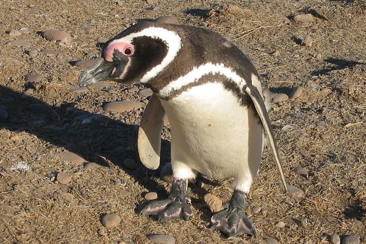 Punta Tombo Penguin Cruise Excursion from Puerto Madryn photo 3