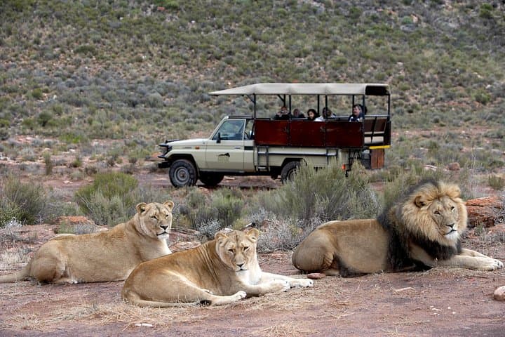 One-Day Big 5 Safari from Cape Town — Karoo Game Drive & Photo Tour photo 2