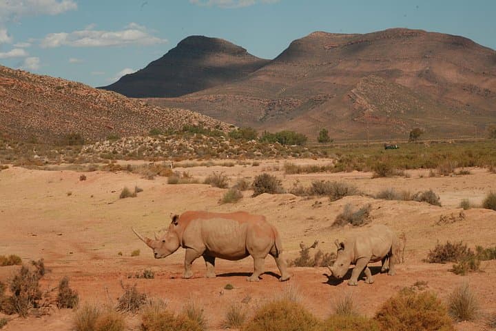 One-Day Big 5 Safari from Cape Town — Karoo Game Drive & Photo Tour photo 4