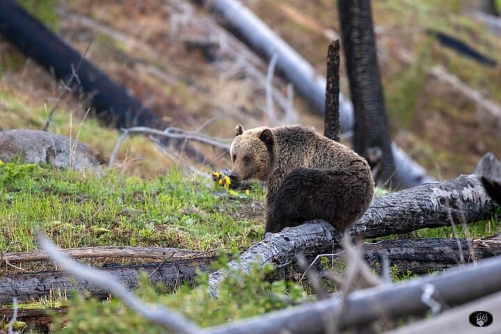 Yellowstone Lower Loop Full-Day: The Volcano, Old Faithful & Grand Prismatic photo 3