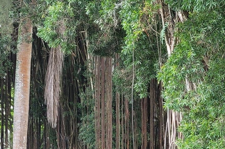 Meditative Journey through Hilo Gardens: Reflect and Rejuvenate in Hawaii’s Sacred Green Space photo 3