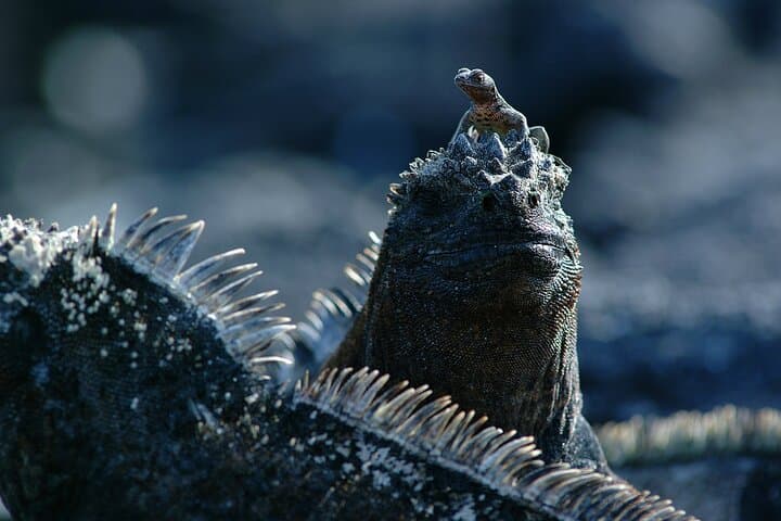 8-Day Galapagos Multi-Sport Adventure: San Cristóbal, Santa Cruz & Isabela Islands photo 5