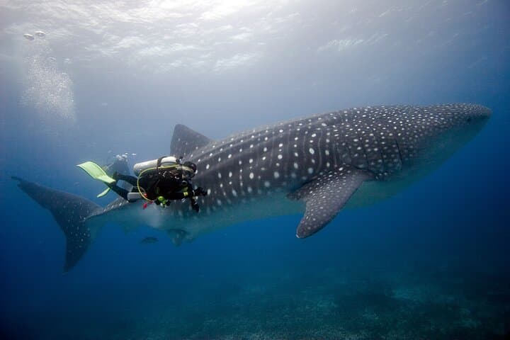 8-Day Galapagos Multi-Sport Adventure: San Cristóbal, Santa Cruz & Isabela Islands photo 2