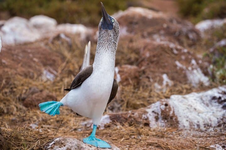 Galápagos to Amazon: 6–8 Day Wildlife & Snorkel Adventure from Baltra photo 3