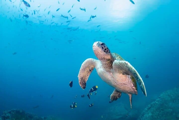 Galápagos to Amazon: 6–8 Day Wildlife & Snorkel Adventure from Baltra photo 2