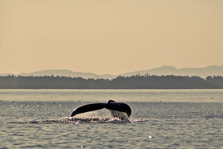 Sunset Zodiac Whale Watch: Fast-Boat Tour from Victoria, BC photo 5