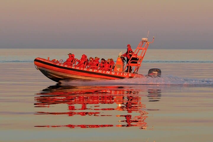 Sunset Zodiac Whale Watch: Fast-Boat Tour from Victoria, BC