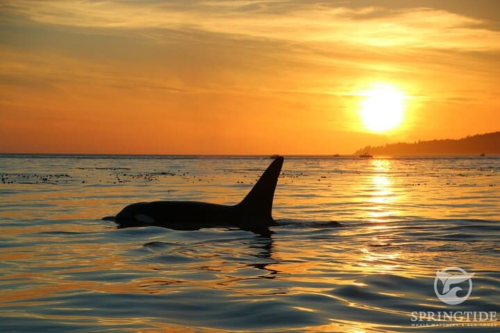 Sunset Zodiac Whale Watch: Fast-Boat Tour from Victoria, BC photo 4