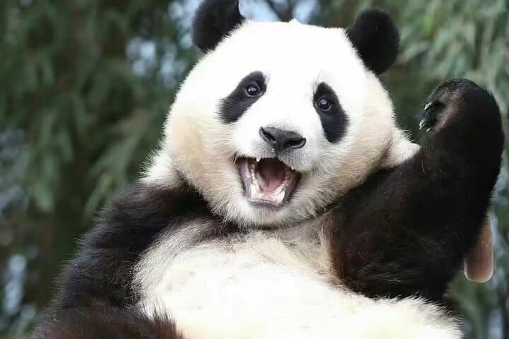 Chengdu Panda, Leshan Giant Buddha & Mount Emei 2-Day Tour photo 3