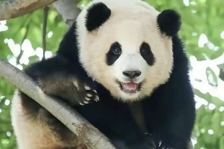 Chengdu Panda, Leshan Giant Buddha & Mount Emei 2-Day Tour photo 5