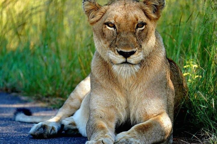 Kruger Park Sunset Drive: Evening Safari to Spot the Big Five photo 6