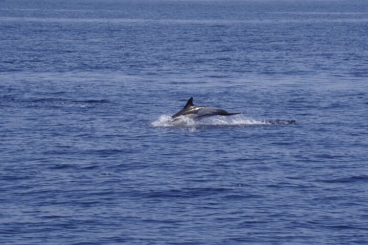 Denia Electric Whale & Dolphin Watching Tour on El Som Mar