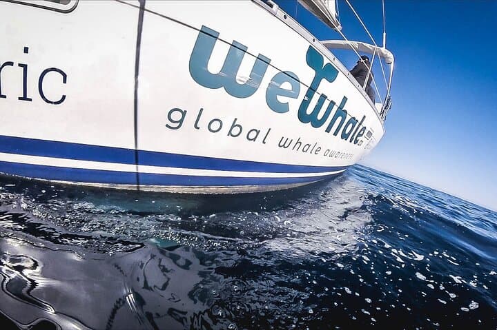 Denia Electric Whale & Dolphin Watching Tour on El Som Mar photo 3
