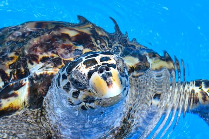 Sea Turtle Trek and Habitat Highlights on Bahia's Coconut Coast