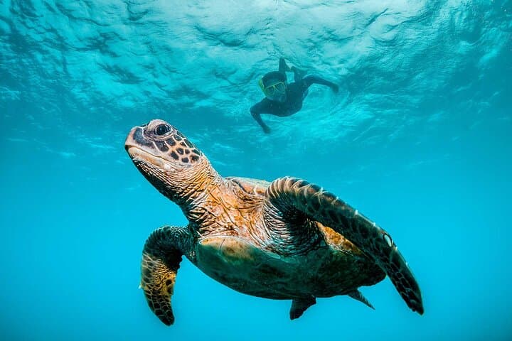 Huatulco Ocean Eco Adventure: Snorkel Reefs, Dolphins & Whale Listening photo 2