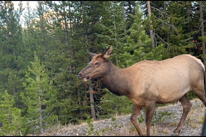 Yellowstone Upper Loop Wildlife & Photo Tour from Cody — Full-Day Wildlife Safari photo 2