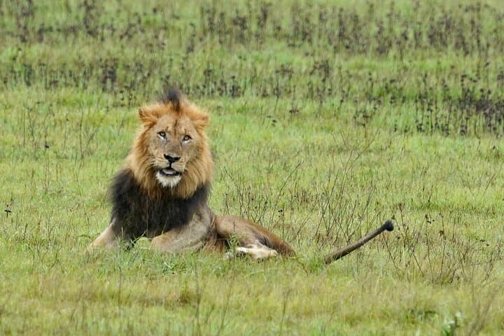 Two-Day Akagera Big Five Safari with Lake Ihema Boat Cruise photo 2