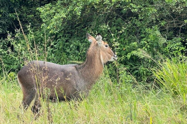 Two-Day Akagera Big Five Safari with Lake Ihema Boat Cruise photo 4