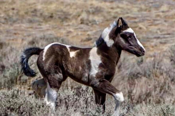 Red Canyon Wild Mustang Tour from Cody — Private 4-Hour Van Safari photo 2