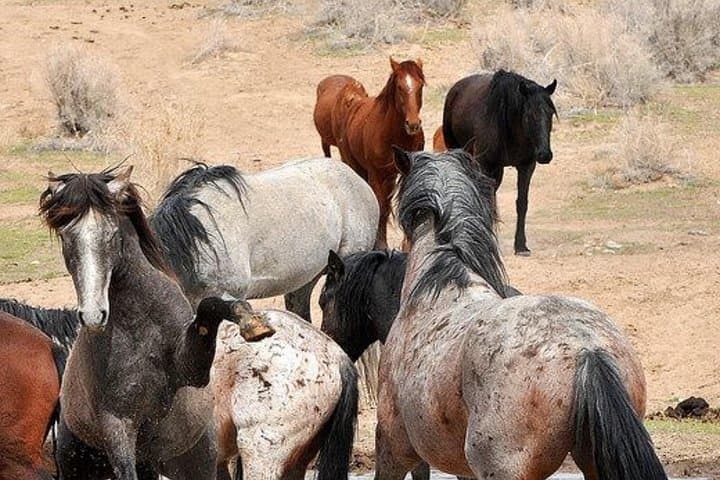 Red Canyon Wild Mustang Tour from Cody — Private 4-Hour Van Safari photo 5