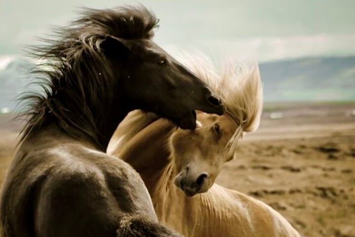 Red Canyon Wild Mustang Tour from Cody — Private 4-Hour Van Safari