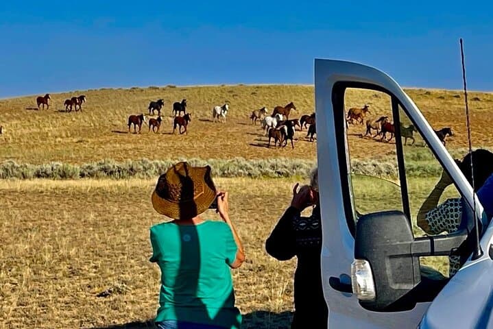 Red Canyon Wild Mustang Tour from Cody — Private 4-Hour Van Safari photo 6