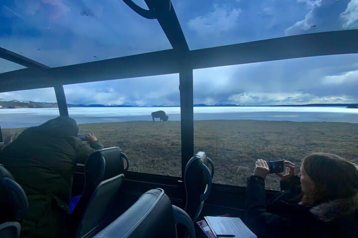 Yellowstone Open-Air Lower Loop Tour: Fall Wildlife & Geysers in a Glass-Top Mercedes photo 3
