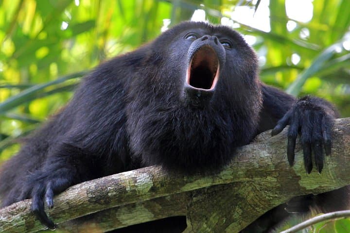 Tamarindo Estuary Kayak & Monkey Tour — Kayak, Mangroves & Wildlife Near Tamarindo photo 3