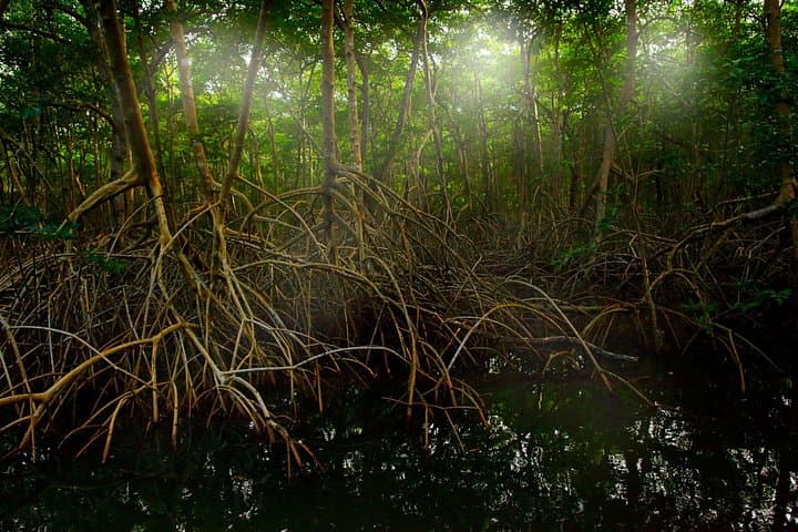 Tamarindo Estuary Kayak & Monkey Tour — Kayak, Mangroves & Wildlife Near Tamarindo photo 4