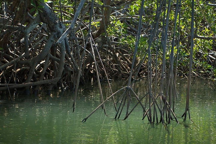Tamarindo Estuary Kayak & Monkey Tour — Kayak, Mangroves & Wildlife Near Tamarindo photo 5