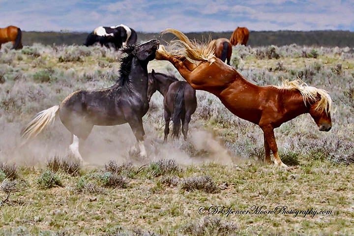 Red Canyon Wild Mustang Tour: McCullough Peaks Wildlife Safari from Cody photo 1