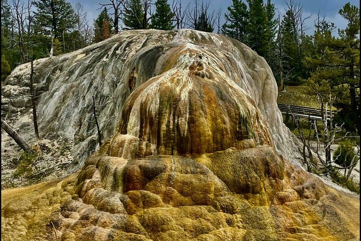 Yellowstone Upper Loop Wildlife & Photo Tour from Cody — Full-Day Wildlife Safari photo 4