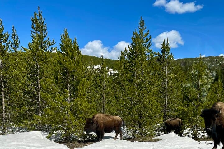 Yellowstone Upper Loop Wildlife & Photo Tour from Cody — Full-Day Wildlife Safari photo 6